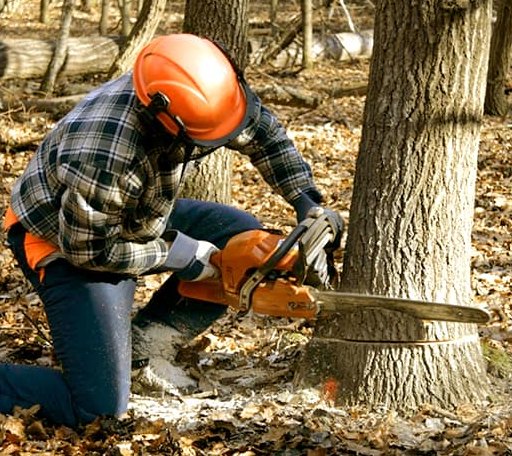 Tree Removal in Ben Lomond, AR